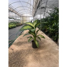 Canlı Difenbahya (Dieffenbachia) Çiçeği - Iri Yapraklı Tropikal Salon Bitkisi 80-90 cm