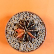 Yağmur Kaktüs Gymnocalycium Mihanovichii 4,5 cm Koleksiyonluk Özel Tür Kaktüs