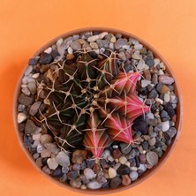 Yağmur Kaktüs Gymnocalycium Mihanovichii 4,5 cm Koleksiyonluk Özel Tür Kaktüs
