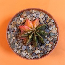 Yağmur Kaktüs Gymnocalycium Mihanovichii 4,5 cm Koleksiyonluk Özel Tür Kaktüs