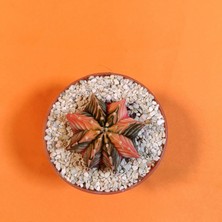 Yağmur Kaktüs Gymnocalycium Mihanovichii 4 cm Koleksiyonluk Özel Tür Kaktüs