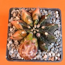 Yağmur Kaktüs Gymnocalycium Mihanovichii 8 cm Koleksiyonluk Özel Tür Kaktüs