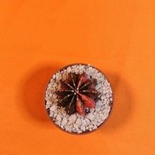 Yağmur Kaktüs Gymnocalycium Mihanovichii 4 cm Koleksiyonluk Özel Tür Kaktüs