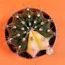Yağmur Kaktüs Gymnocalycium Mihanovichii 8 cm Koleksiyonluk Özel Tür Kaktüs
