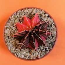 Yağmur Kaktüs Gymnocalycium Mihanovichii 4,5 cm Koleksiyonluk Özel Tür Kaktüs