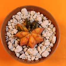 Yağmur Kaktüs Gymnocalycium Mihanovichii 4 cm Koleksiyonluk Özel Tür Kaktüs