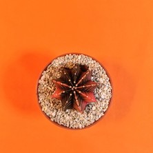 Yağmur Kaktüs Gymnocalycium Mihanovichii 4,5 cm Koleksiyonluk Özel Tür Kaktüs
