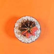 Yağmur Kaktüs Gymnocalycium Mihanovichii 4,5 cm Koleksiyonluk Özel Tür Kaktüs