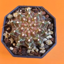 Yağmur Kaktüs Gymnocalycium Mihanovichii 5,5 cm Koleksiyonluk Özel Tür Kaktüs