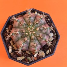Yağmur Kaktüs Gymnocalycium Mihanovichii 5,5 cm Koleksiyonluk Özel Tür Kaktüs