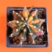 Yağmur Kaktüs Gymnocalycium Mihanovichii 8 cm Koleksiyonluk Özel Tür Kaktüs