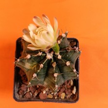 Yağmur Kaktüs Gymnocalycium Mihanovichii 7 cm Koleksiyonluk Özel Tür Kaktüs