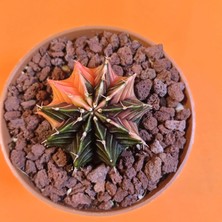 Yağmur Kaktüs Gymnocalycium Mihanovichii 4,5 cm Koleksiyonluk Özel Tür Kaktüs