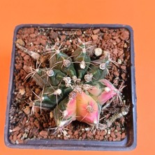 Yağmur Kaktüs Gymnocalycium Mihanovichii 7 cm Koleksiyonluk Özel Tür Kaktüs