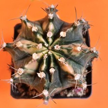 Yağmur Kaktüs Gymnocalycium Mihanovichii 7,5 cm Koleksiyonluk Özel Tür Kaktüs