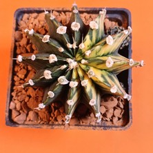 Yağmur Kaktüs Gymnocalycium Mihanovichii 8 cm Koleksiyonluk Özel Tür Kaktüs
