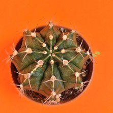 Yağmur Kaktüs Gymnocalycium Mihanovichii 7,5 cm Koleksiyonluk Özel Tür Kaktüs