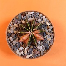 Yağmur Kaktüs Gymnocalycium Mihanovichii 4,5 cm Koleksiyonluk Özel Tür Kaktüs