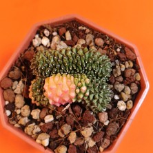 Yağmur Kaktüs Gymnocalycium Inermis Variegata – 6,5 cm Özel Tür Kaktüs