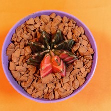 Yağmur Kaktüs Gymnocalycium Mihanovichii 4 cm Koleksiyonluk Özel Tür Kaktüs