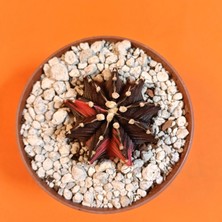 Yağmur Kaktüs Gymnocalycium Mihanovichii 4,5 cm Koleksiyonluk Özel Tür Kaktüs