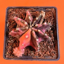 Yağmur Kaktüs Gymnocalycium Mihanovichii 8 cm Koleksiyonluk Özel Tür Kaktüs