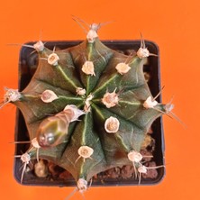 Yağmur Kaktüs Gymnocalycium Mihanovichii 7 cm Koleksiyonluk Özel Tür Kaktüs