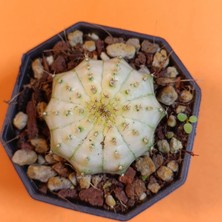 Yağmur Kaktüs Gymnocalycium Mihanovichii 4,5 cm Koleksiyonluk Özel Tür Kaktüs