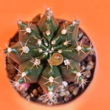 Yağmur Kaktüs Gymnocalycium Mihanovichii 7 cm Koleksiyonluk Özel Tür Kaktüs