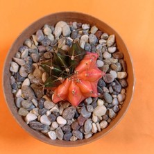 Yağmur Kaktüs Gymnocalycium Mihanovichii 4 cm Koleksiyonluk Özel Tür Kaktüs