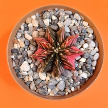 Yağmur Kaktüs Gymnocalycium Mihanovichii 4 cm Koleksiyonluk Özel Tür Kaktüs