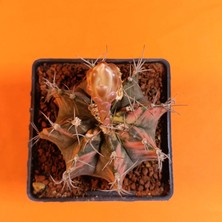Yağmur Kaktüs Gymnocalycium Mihanovichii 8,5 cm Koleksiyonluk Özel Tür Kaktüs