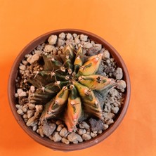 Yağmur Kaktüs Gymnocalycium Mihanovichii 6 cm Koleksiyonluk Özel Tür Kaktüs