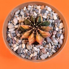 Yağmur Kaktüs Gymnocalycium Mihanovichii 4 cm Koleksiyonluk Özel Tür Kaktüs