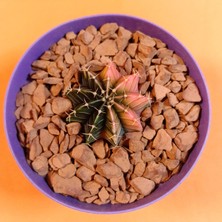 Yağmur Kaktüs Gymnocalycium Mihanovichii 4 cm Koleksiyonluk Özel Tür Kaktüs