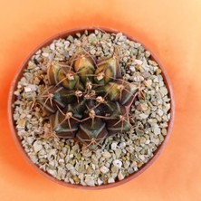 Yağmur Kaktüs Gymnocalycium Mihanovichii 4 cm Koleksiyonluk Özel Tür Kaktüs