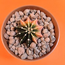 Yağmur Kaktüs Gymnocalycium Mihanovichii 4 cm Koleksiyonluk Özel Tür Kaktüs