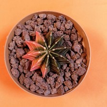 Yağmur Kaktüs Gymnocalycium Mihanovichii 4 cm Koleksiyonluk Özel Tür Kaktüs