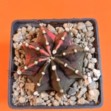 Yağmur Kaktüs Gymnocalycium Mihanovichii 7 cm Koleksiyonluk Özel Tür Kaktüs