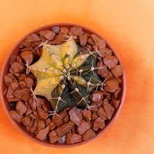 Yağmur Kaktüs Gymnocalycium Mihanovichii 4 cm Koleksiyonluk Özel Tür Kaktüs