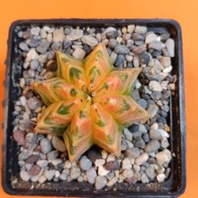 Yağmur Kaktüs Gymnocalycium Mihanovichii 6 cm Koleksiyonluk Özel Tür Kaktüs