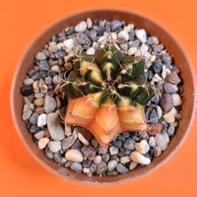 Yağmur Kaktüs Gymnocalycium Mihanovichii 4,5 cm Koleksiyonluk Özel Tür Kaktüs