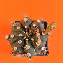 Yağmur Kaktüs Gymnocalycium Mihanovichii 8 cm Koleksiyonluk Özel Tür Kaktüs