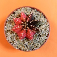 Yağmur Kaktüs Gymnocalycium Mihanovichii 4 cm Koleksiyonluk Özel Tür Kaktüs