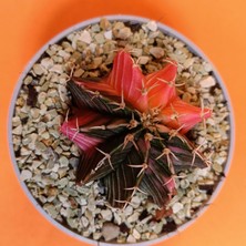 Yağmur Kaktüs Gymnocalycium Mihanovichii 4 cm Koleksiyonluk Özel Tür Kaktüs