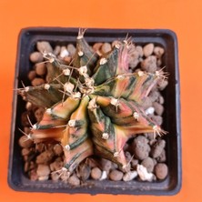 Yağmur Kaktüs Gymnocalycium Mihanovichii 6 cm Koleksiyonluk Özel Tür Kaktüs