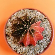 Yağmur Kaktüs Gymnocalycium Mihanovichii 4 cm Koleksiyonluk Özel Tür Kaktüs