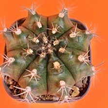 Yağmur Kaktüs Gymnocalycium Mihanovichii 8 cm Koleksiyonluk Özel Tür Kaktüs