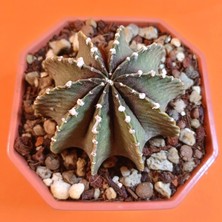 Yağmur Kaktüs Gymnocalycium Inermis Variegata – 6,5 cm Özel Tür Kaktüs