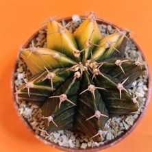 Yağmur Kaktüs Gymnocalycium Mihanovichii 6 cm Koleksiyonluk Özel Tür Kaktüs